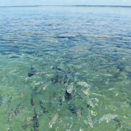 cardume-peixes-aguas-claras-recife-de-fora-1.webp
